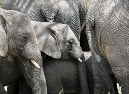 Tanzania Safari Routes Explained: Which National Parks Should You Visit on Your First Trip in 2026, 2027 & 2028