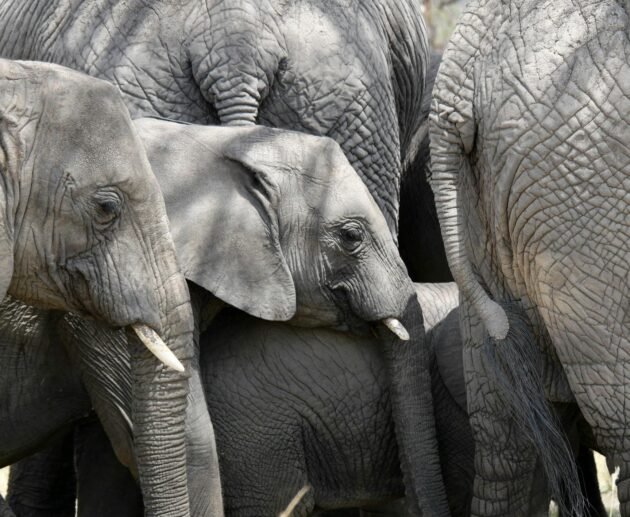 Tanzania Safari Routes Explained: Which National Parks Should You Visit on Your First Trip in 2026, 2027 & 2028