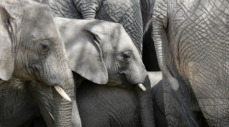 Tanzania Safari Routes Explained: Which National Parks Should You Visit on Your First Trip in 2026, 2027 & 2028