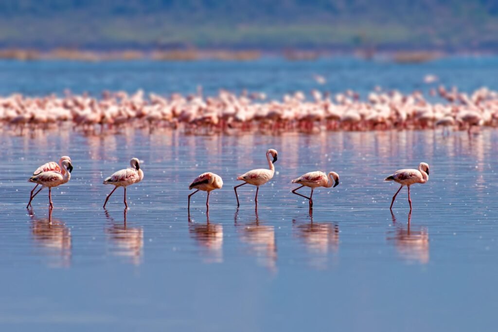 The best 2-Day Tanzania Safari From Lake manyara In 2026,2027 and 2028