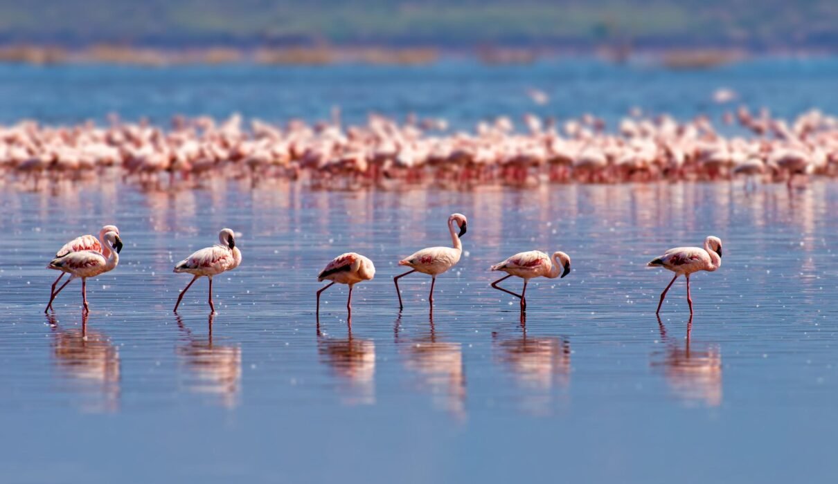 The best 2-Day Tanzania Safari From Lake manyara In 2026,2027 and 2028
