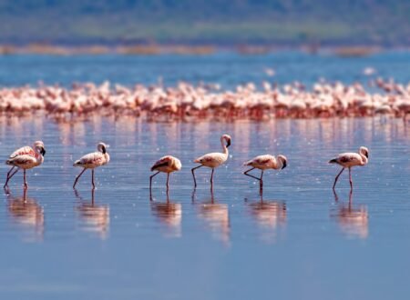 The best 2-Day Tanzania Safari From Lake manyara In 2026,2027 and 2028