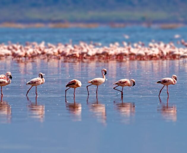 The best 2-Day Tanzania Safari From Lake manyara In 2026,2027 and 2028