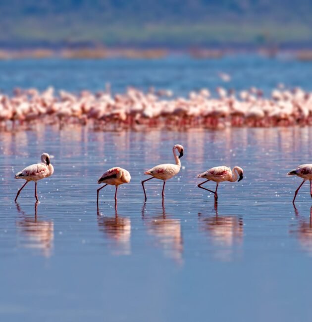 The best 2-Day Tanzania Safari From Lake manyara In 2026,2027 and 2028
