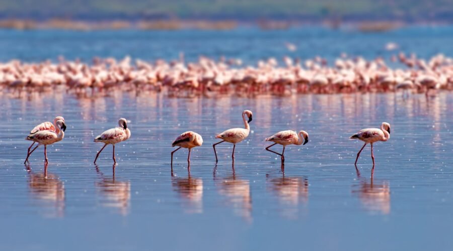 The best 2-Day Tanzania Safari From Lake manyara In 2026,2027 and 2028