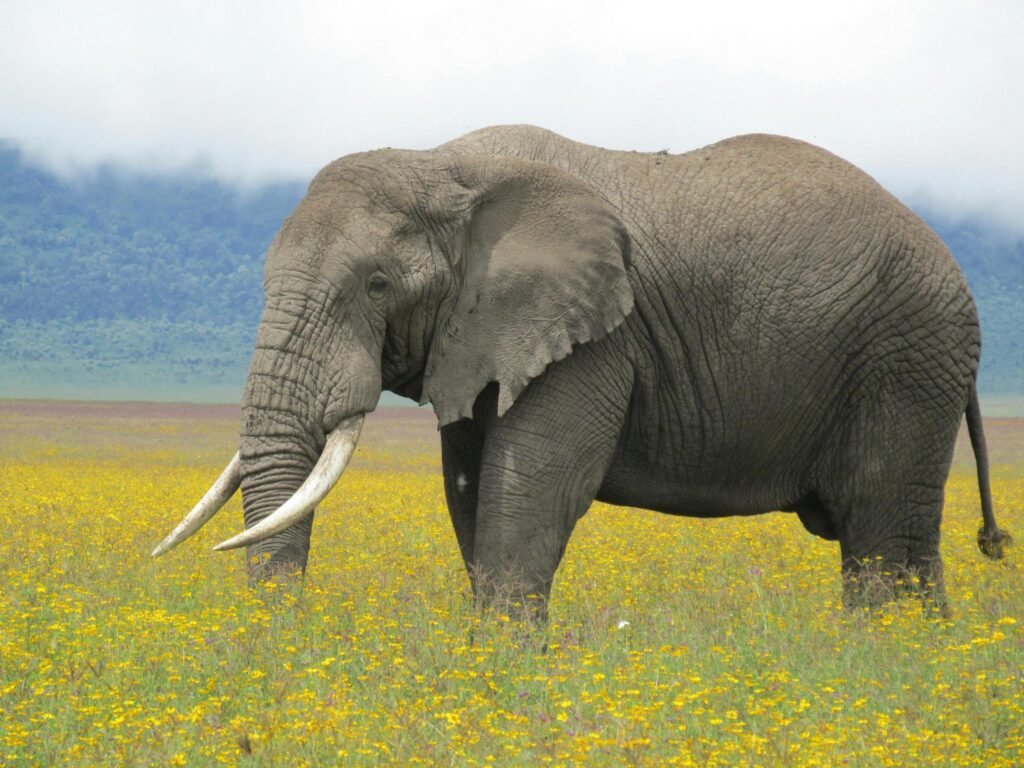 8 Things Every Traveler Should Know Before a Tanzania Safari with Eddy Tour and Safaris in (2026-2028)