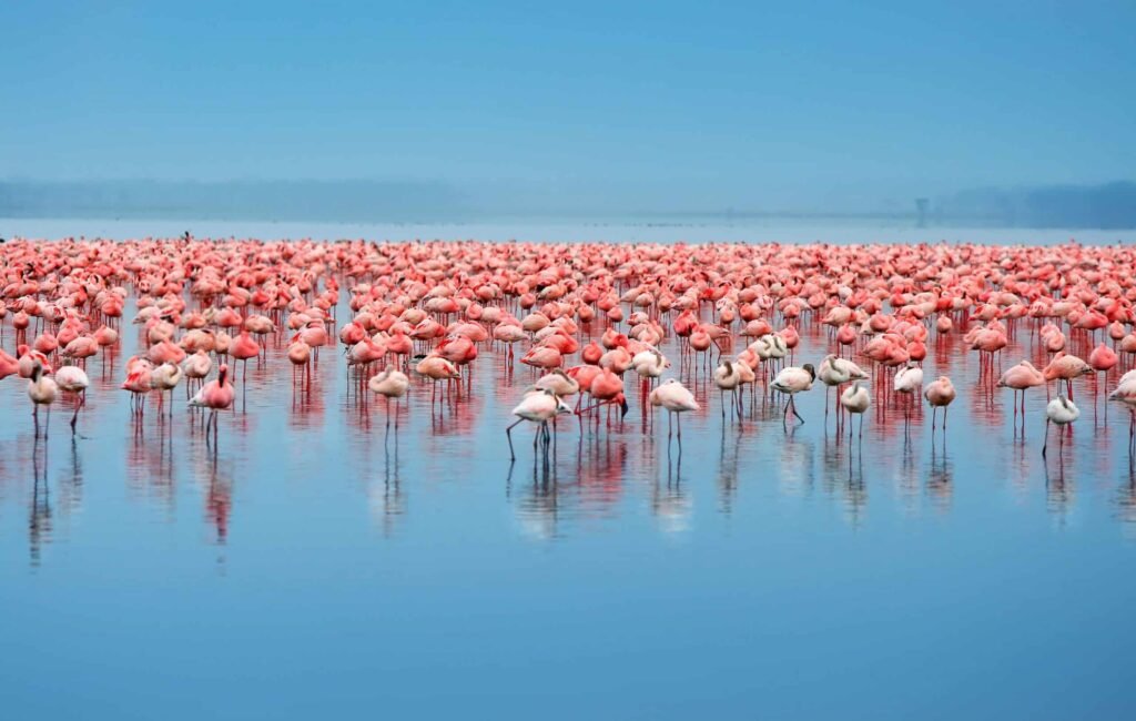 Ultimate 5-Day Tanzania Safari: Explore Lake Manyara, Serengeti, Ngorongoro & Mto wa Mbu (2026, 2027 & 2028)