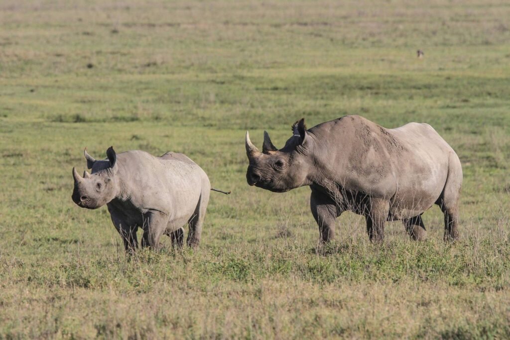 Guidelines for the Transportation, Handling, and Custody of Government Trophies in Tanzania (2026–2028) Guidelines for the Transportation, Handling, and Custody of Government Trophies in Tanzania (2026–2028)