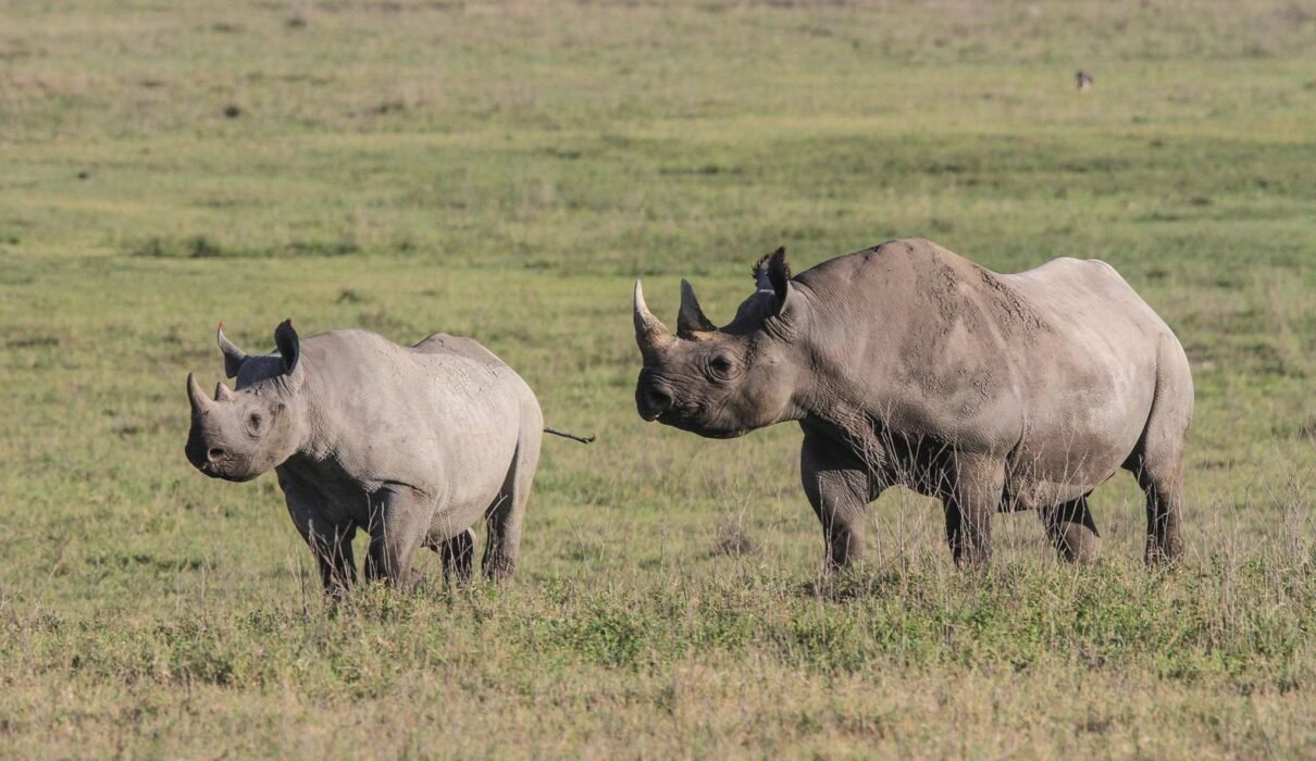 Guidelines for the Transportation, Handling, and Custody of Government Trophies in Tanzania (2026–2028)