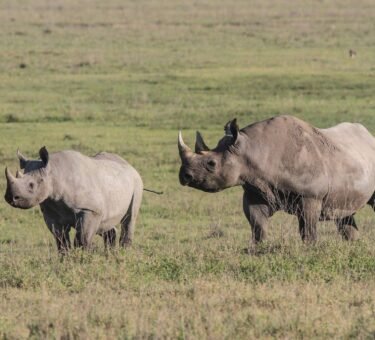 Guidelines for the Transportation, Handling, and Custody of Government Trophies in Tanzania (2026–2028)