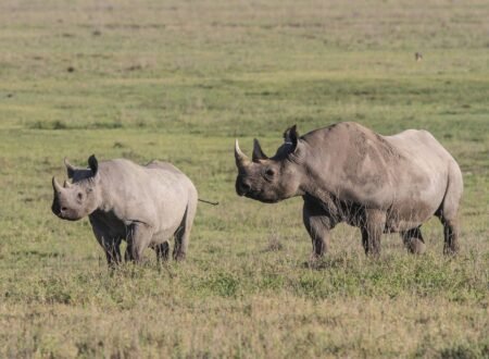 Guidelines for the Transportation, Handling, and Custody of Government Trophies in Tanzania (2026–2028)