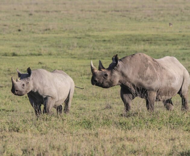 Guidelines for the Transportation, Handling, and Custody of Government Trophies in Tanzania (2026–2028)