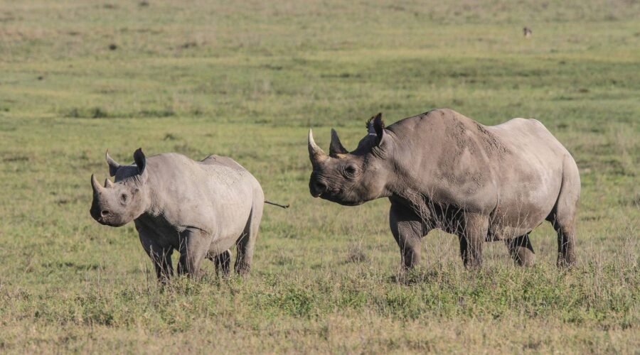 Guidelines for the Transportation, Handling, and Custody of Government Trophies in Tanzania (2026–2028)