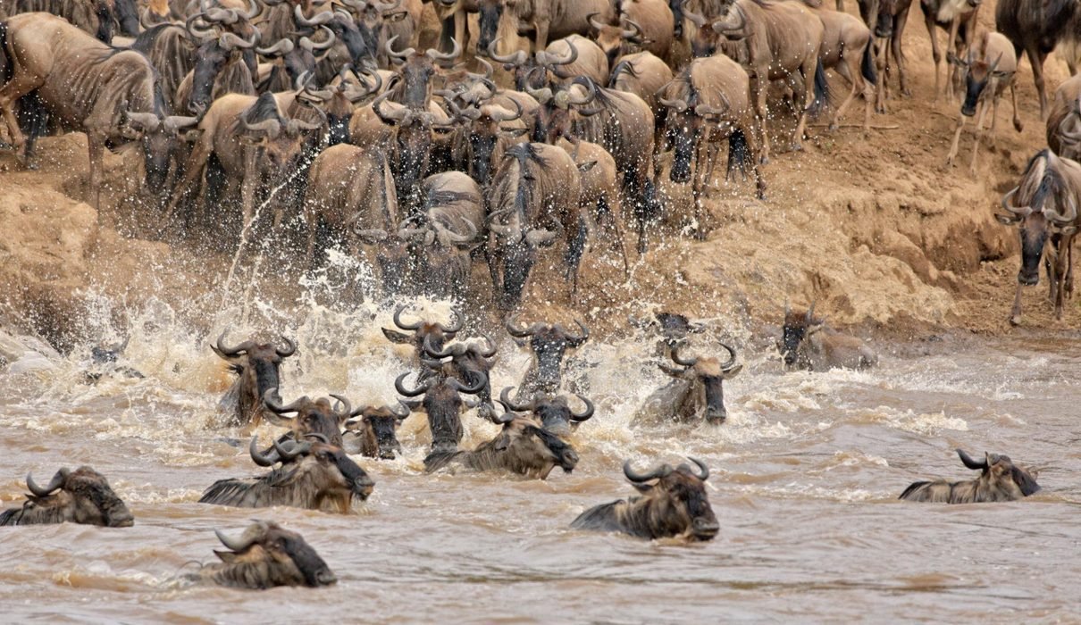 The Best Serengeti Migration Safari Packages 2027