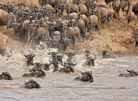 The Best Serengeti Migration Safari Packages 2027