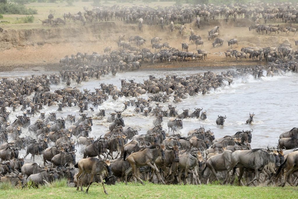 The Best 5-Days Serengeti Migration Safari Tour