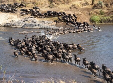10 Smart Tips to Help You Plan an Unforgettable Tanzania Safari in 2026, 2027 & 2028