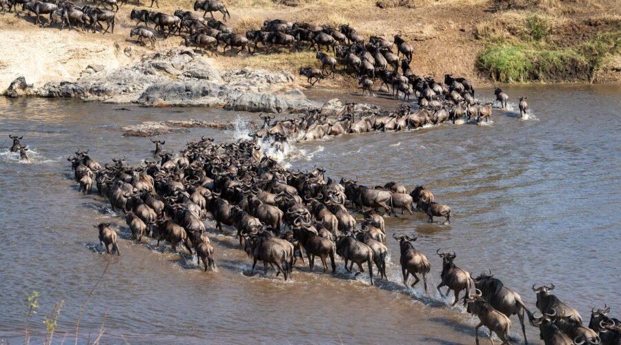 10 Smart Tips to Help You Plan an Unforgettable Tanzania Safari in 2026, 2027 & 2028