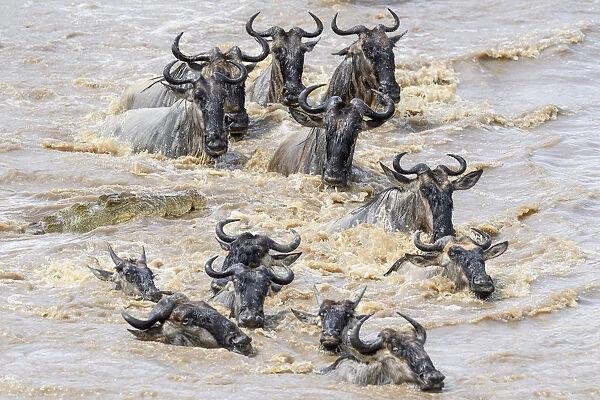 Updated Great Migration Safaris – Explore Tanzania’s 2027 Wildlife Adventure Updated Great Migration Safaris – Explore Tanzania’s 2027 Wildlife Adventure