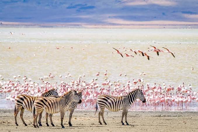 Ultimate Tanzania Wildlife Safari and Zanzibar Beach Escape | Eddy Tours and Safaris (2026–2028) Ultimate Tanzania Wildlife Safari and Zanzibar Beach Escape | Eddy Tours and Safaris (2026–2028)