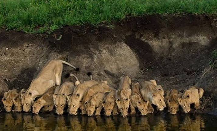 Ultimate Tanzania Safari and Mount Kilimanjaro Climbing Adventure in 2026,2027&2028