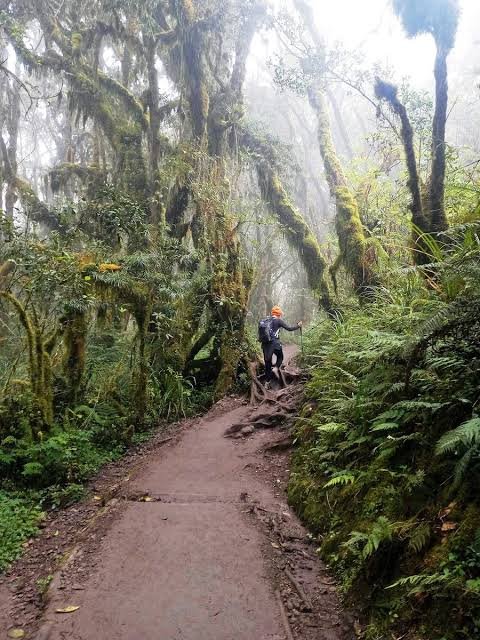 Mount Kilimanjaro in 2026,2027&2028: Where It Is, How to Get There & How to Reach Uhuru Peak Mount Kilimanjaro in 2026,2027&2028: Where It Is, How to Get There & How to Reach Uhuru Peak