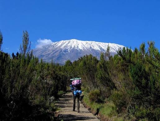 Best Lemosho Route Kilimanjaro Trek: An Unforgettable 8-Day Journey to Uhuru Peak (2026–2029) Best Lemosho Route Kilimanjaro Trek: An Unforgettable 8-Day Journey to Uhuru Peak (2026–2029)