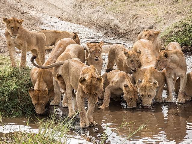 5-Day Wild Tanzania: A Mid-Range Safari Through Tarangire, Serengeti & Ngorongoro