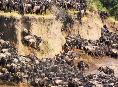 8-Day Ultimate Northern Tanzania Safari: Tarangire&Ngorongoro cratera