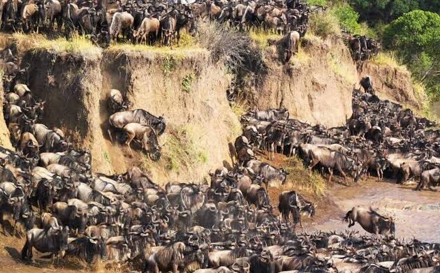 8-Day Ultimate Northern Tanzania Safari: Tarangire&Ngorongoro cratera