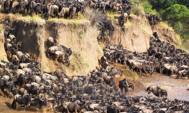 8-Day Ultimate Northern Tanzania Safari: Tarangire&Ngorongoro cratera