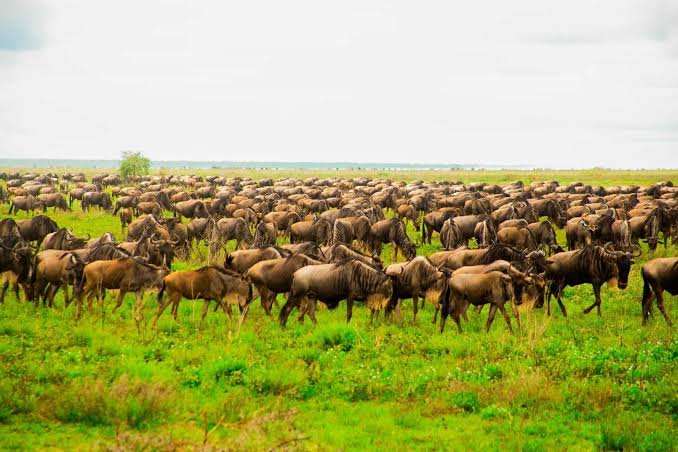 5-Day Wild Tanzania: A Mid-Range Safari Through Tarangire, Serengeti & Ngorongoro