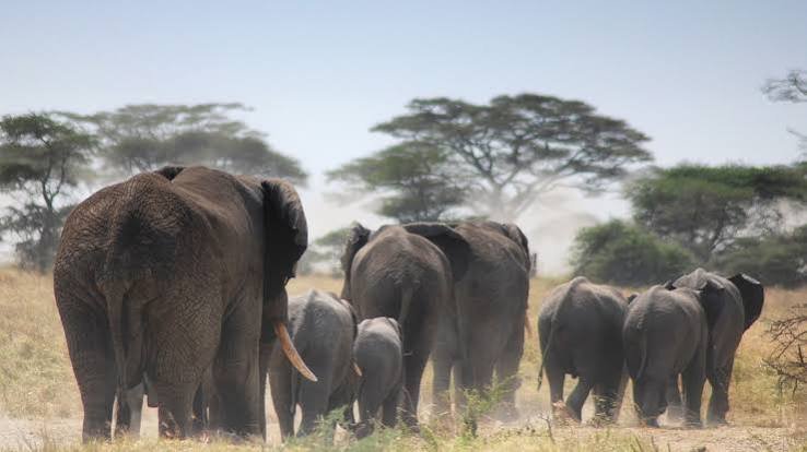 The Ultimate 6-Day Group Luxury Kilimanjaro Climb via the Lemosho Route, Tanzania (2026–2027) The Ultimate 6-Day Group Luxury Kilimanjaro Climb via the Lemosho Route, Tanzania (2026–2027)