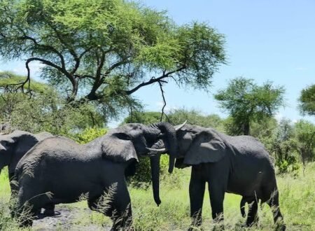 Best 6-Day Tanzania Safari Tour: Tarangire, Serengeti, Ngorongoro Crater & Mto wa Mbu Experience