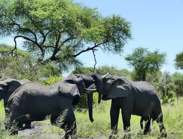 Best 6-Day Tanzania Safari Tour: Tarangire, Serengeti, Ngorongoro Crater & Mto wa Mbu Experience