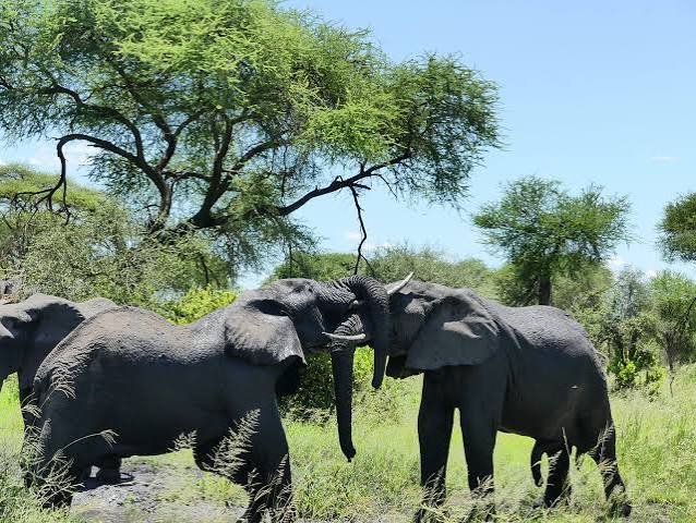 Best 6-Day Tanzania Safari Tour: Tarangire, Serengeti, Ngorongoro Crater & Mto wa Mbu Experience