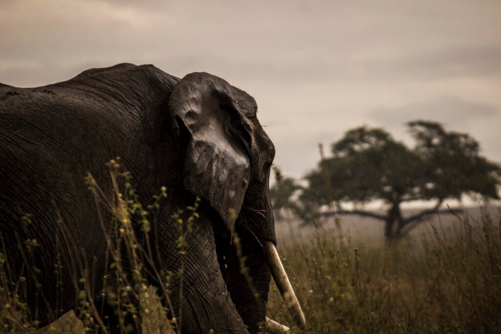 The Ultimate 10-Day Tanzania Safari & Zanzibar Escape with Eddy Tour & Safaris& Zanzibar Escape
