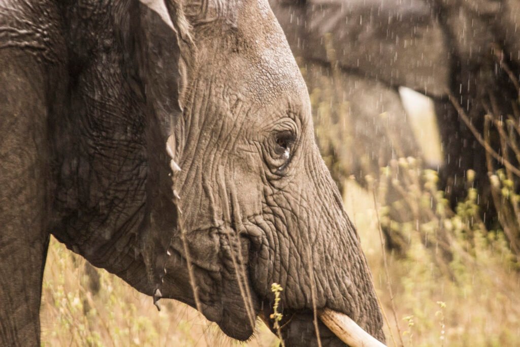 The Ultimate Tanzania Safari in 2026–2028: Experience the Wild Heart of Africa Like Never Before The Ultimate Tanzania Safari in 2026–2028: Experience the Wild Heart of Africa Like Never Before