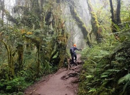 Best Lemosho Route Kilimanjaro Trek: An Unforgettable 8-Day Journey to Uhuru Peak (2026–2029)