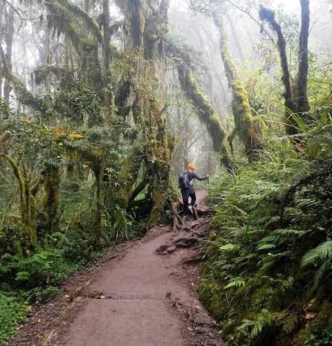 Best Lemosho Route Kilimanjaro Trek: An Unforgettable 8-Day Journey to Uhuru Peak (2026–2029)