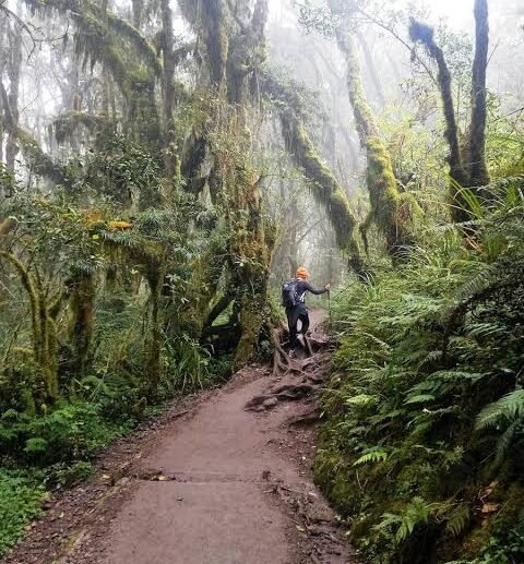 Best Lemosho Route Kilimanjaro Trek: An Unforgettable 8-Day Journey to Uhuru Peak (2026–2029)