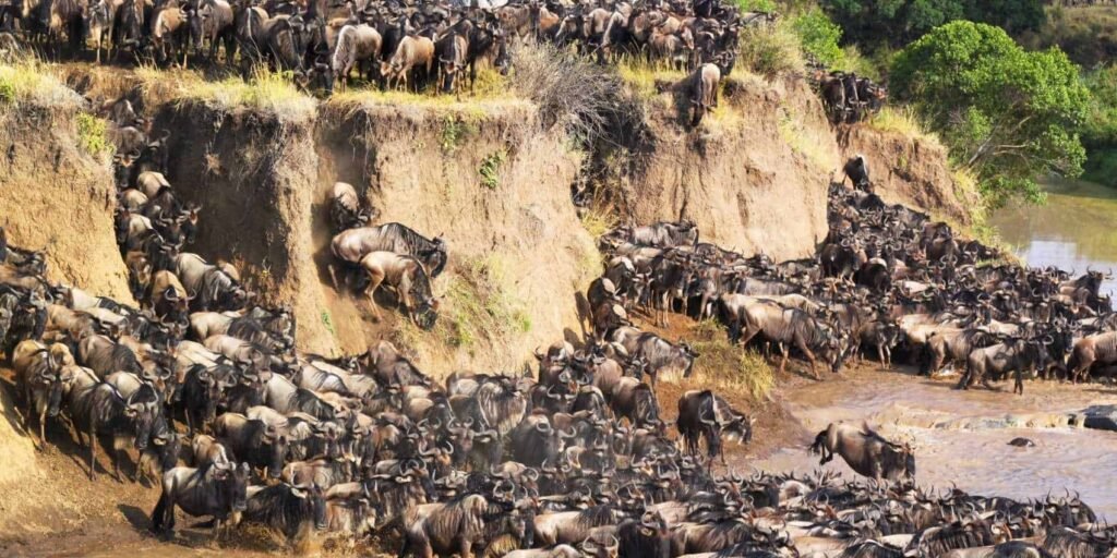 3-Day Serengeti & Ngorongoro Fly-In & Fly-Out Safari – An Unforgettable Tanzania Wildlife Adventure