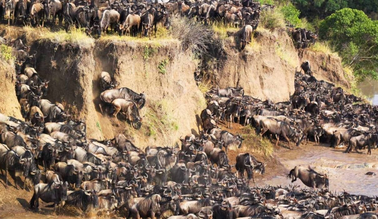 3-Day Serengeti & Ngorongoro Fly-In & Fly-Out Safari – An Unforgettable Tanzania Wildlife Adventure