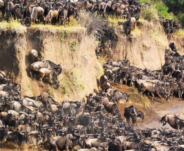 3-Day Serengeti & Ngorongoro Fly-In & Fly-Out Safari – An Unforgettable Tanzania Wildlife Adventure