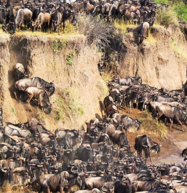 3-Day Serengeti & Ngorongoro Fly-In & Fly-Out Safari – An Unforgettable Tanzania Wildlife Adventure