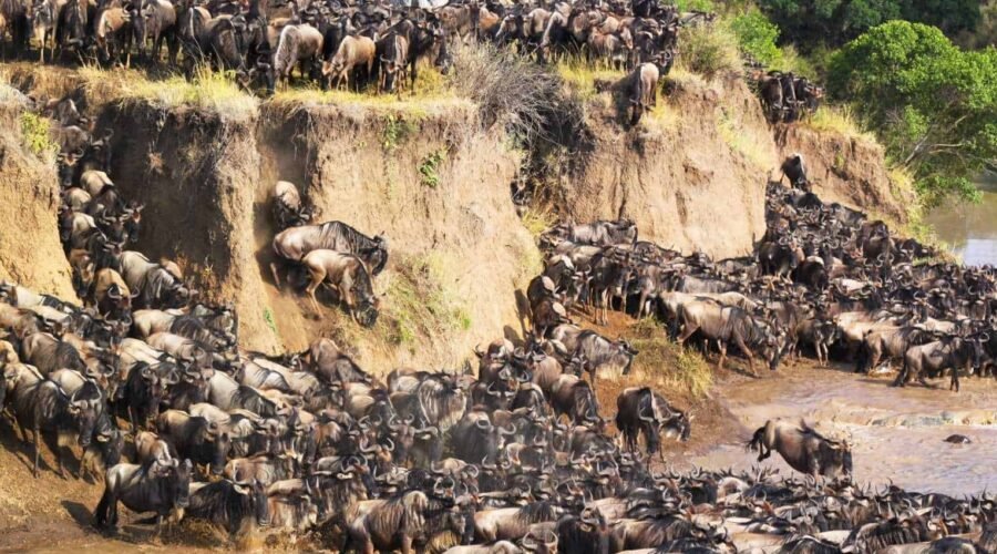 3-Day Serengeti & Ngorongoro Fly-In & Fly-Out Safari – An Unforgettable Tanzania Wildlife Adventure