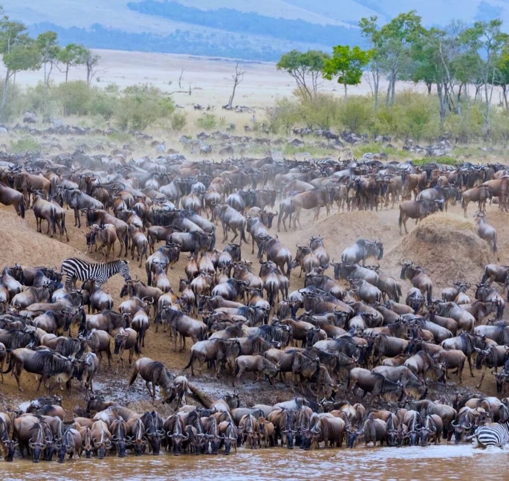 Guidelines for the Transportation, Handling, and Custody of Government Trophies in Tanzania (2026–2028) Guidelines for the Transportation, Handling, and Custody of Government Trophies in Tanzania (2026–2028)