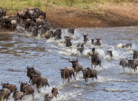 Updated Great Migration Safaris – Explore Tanzania’s 2027 Wildlife Adventure