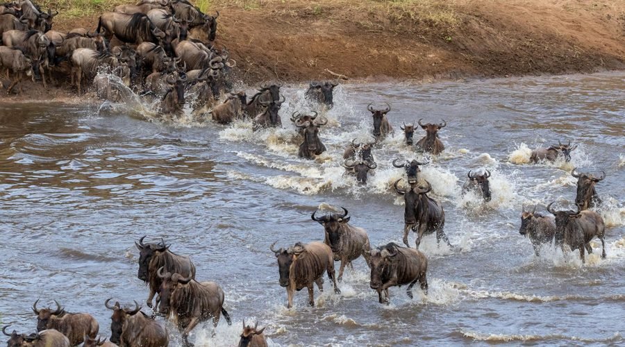 Best Tanzania Tours for Singles: Safaris & Beach Escapes
