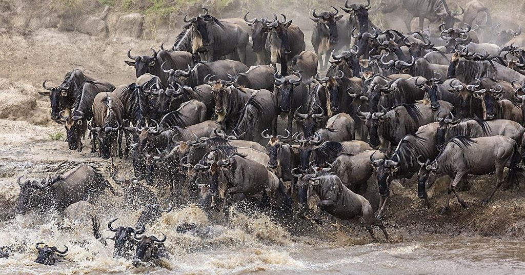 The Best 5-Days Serengeti Migration Safari Tour